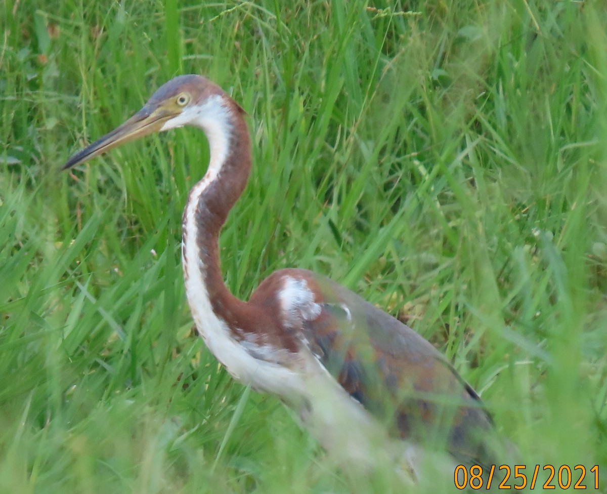 Tricolored Heron - ML364501321