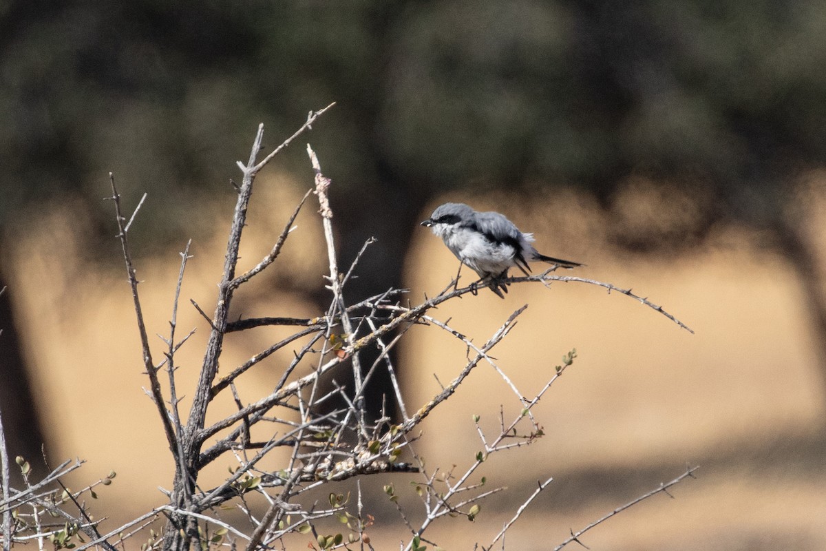 Pie-grièche migratrice - ML364503101