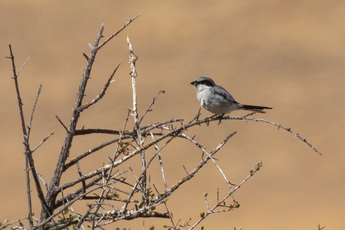 Pie-grièche migratrice - ML364503111