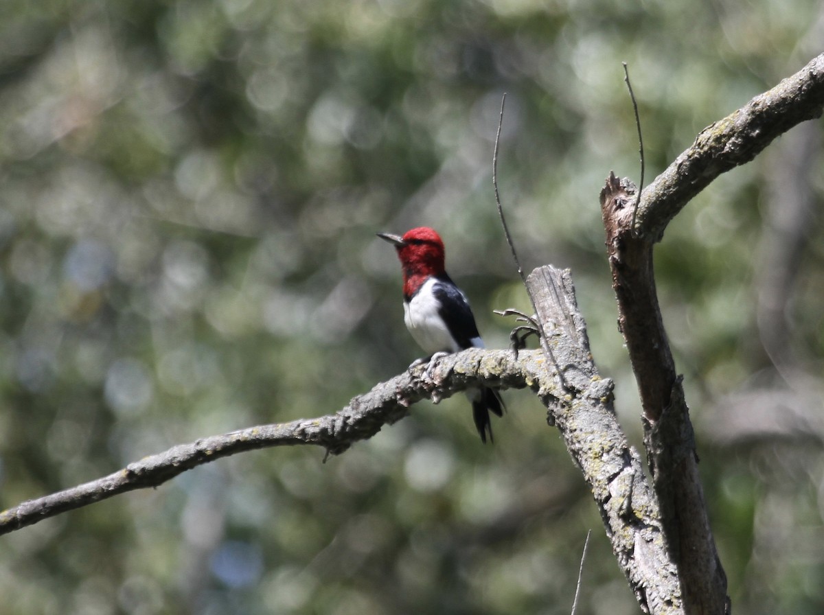 Red-headed Woodpecker - ML364503151