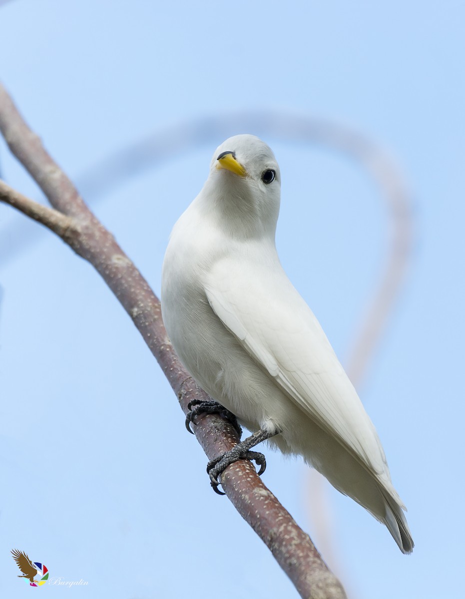 Yellow-billed Cotinga - fernando Burgalin Sequeria