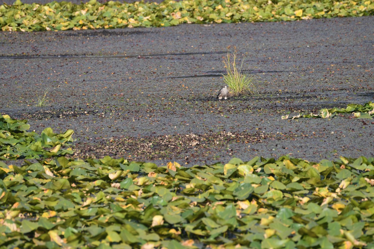 Peregrine Falcon - ML364508541