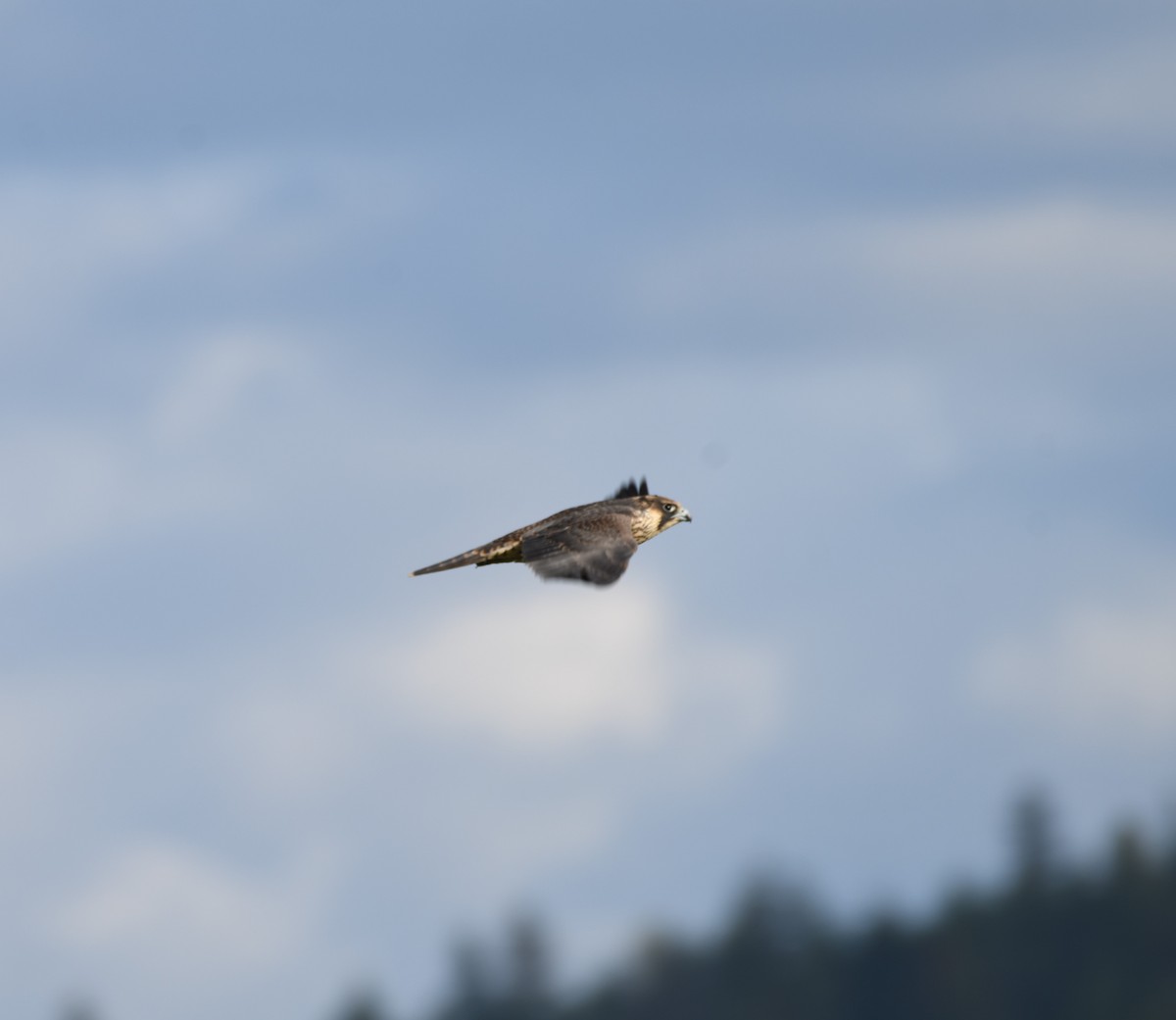 Peregrine Falcon - ML364508551