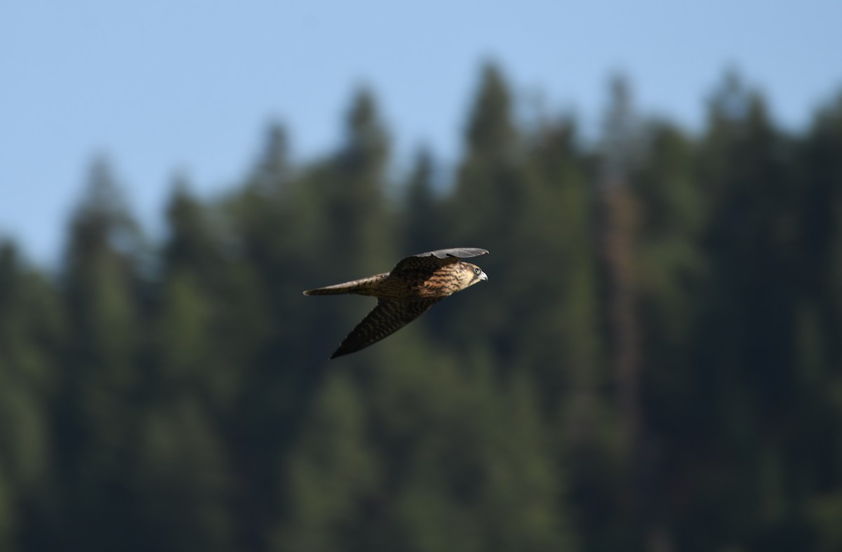 Peregrine Falcon - ML364508561