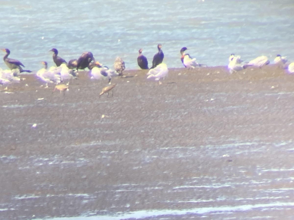 Marbled Godwit - ML364510791