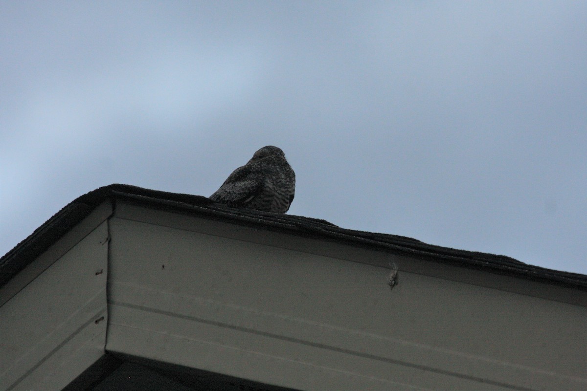 Common Nighthawk - Bob Lefebvre