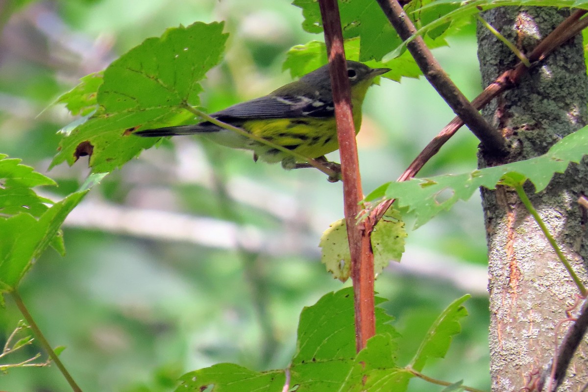 Magnolia Warbler - ML364512681