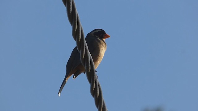 Golden-billed Saltator - ML364513981