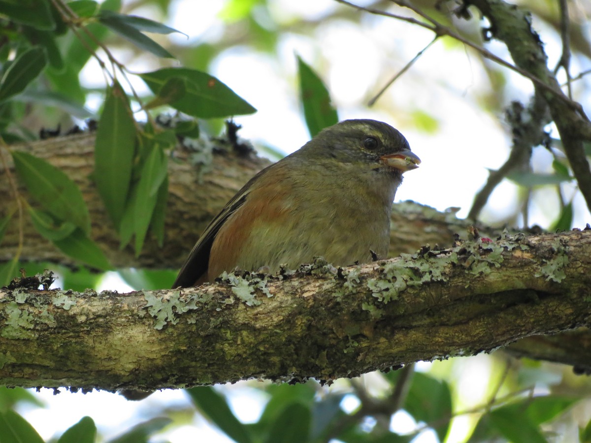 Gray-throated Warbling Finch - ML364516101