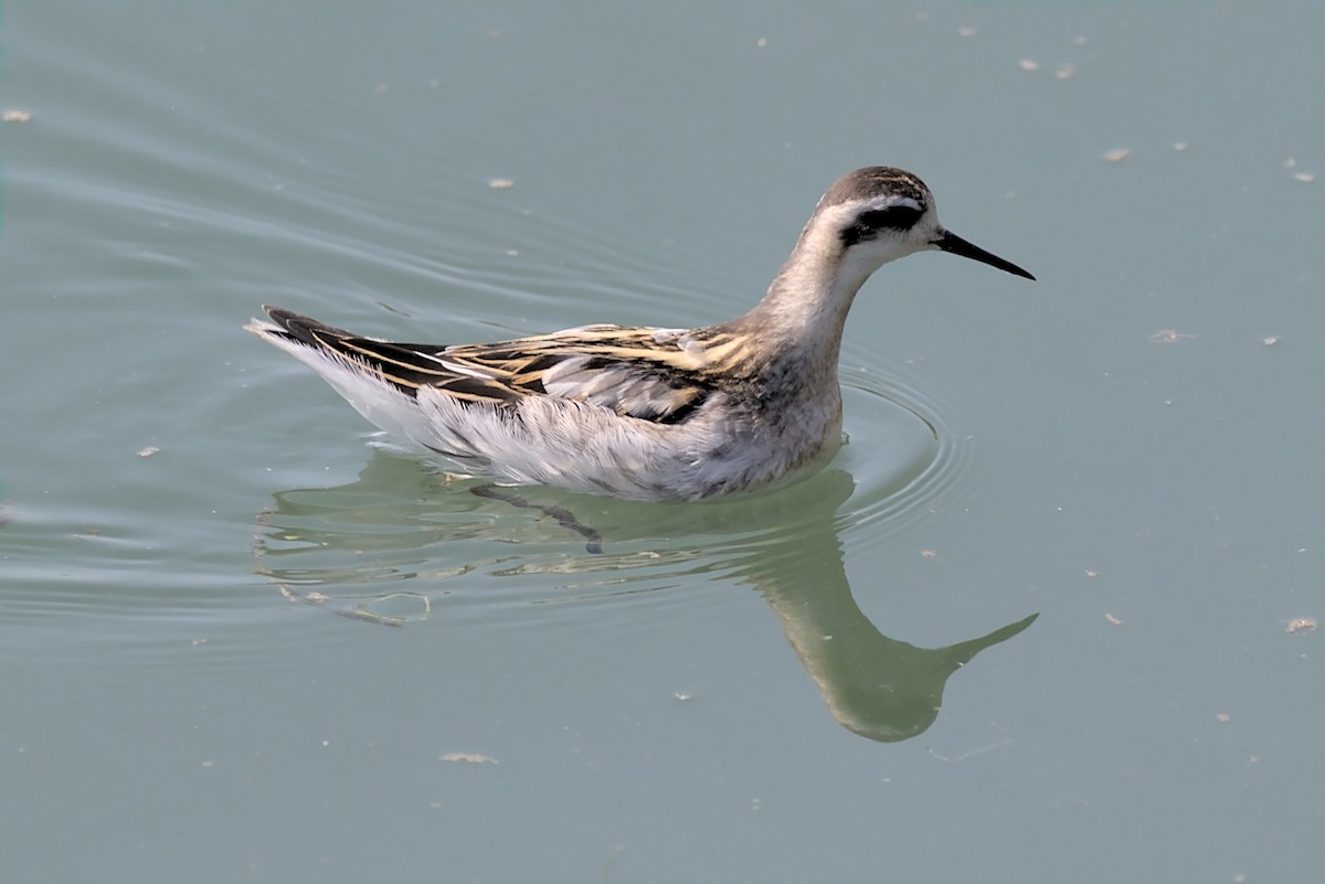 Phalarope à bec étroit - ML364516161