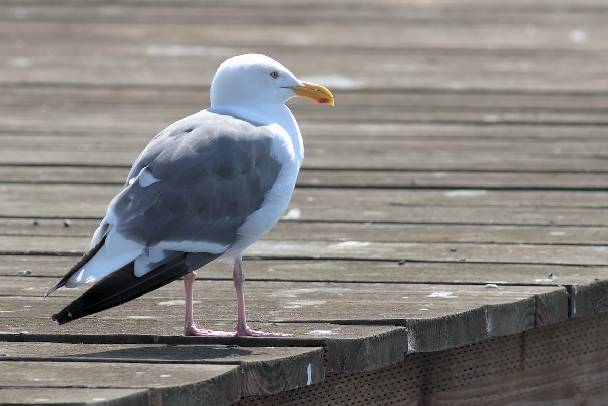 Western Gull - Zed Chance