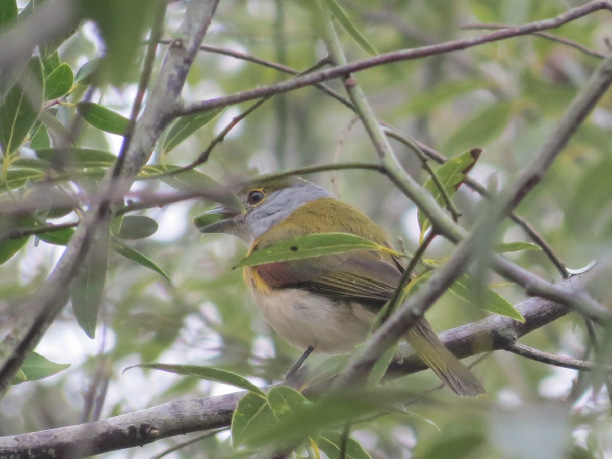 Green-backed Becard - Florencia Martinez