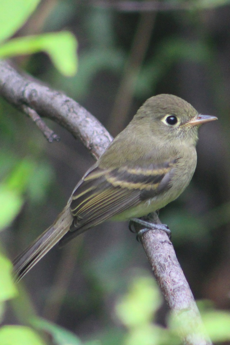 Western Flycatcher (Cordilleran) - ML364520411