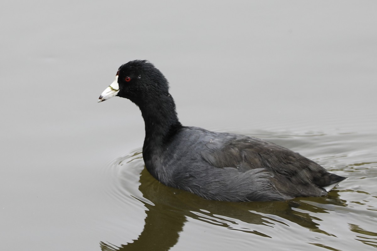American Coot (Red-shielded) - ML364523041