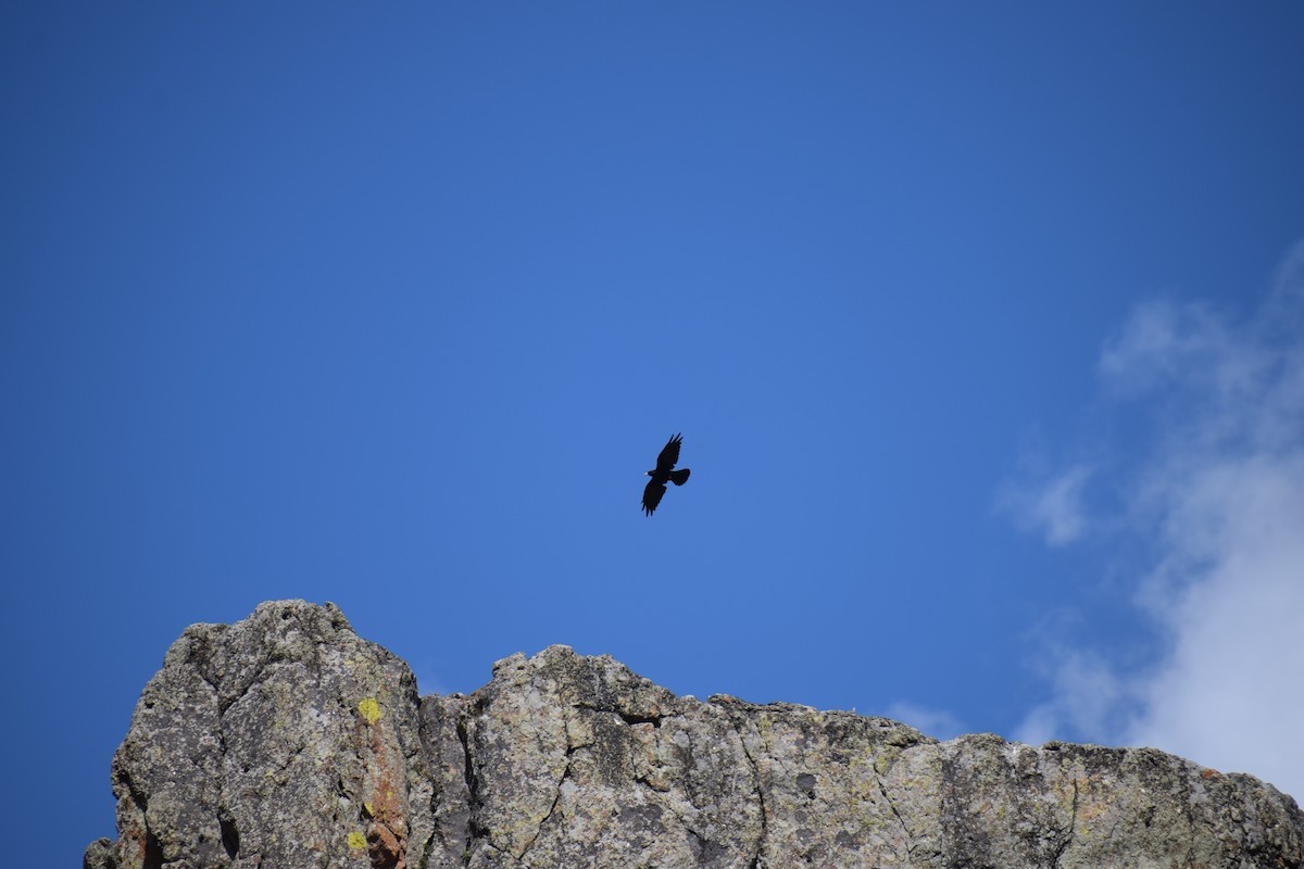 Red-billed Chough - ML364523261