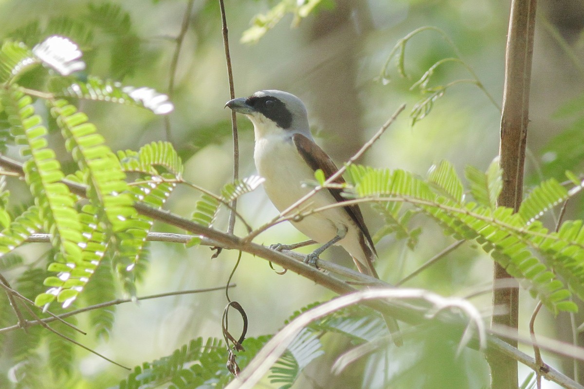 Tiger x Brown Shrike (hybrid) - ML364526081