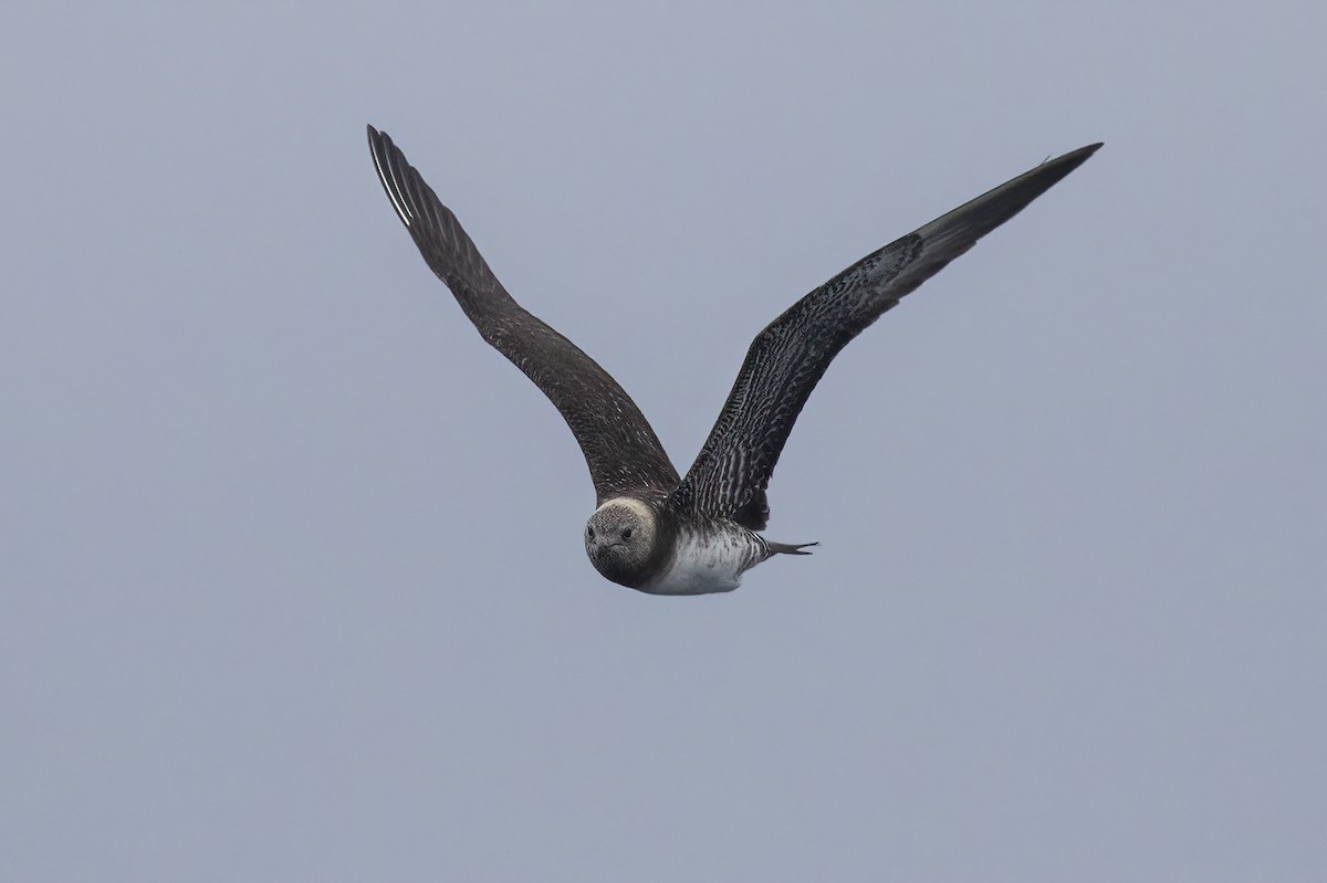 Long-tailed Jaeger - ML364527411