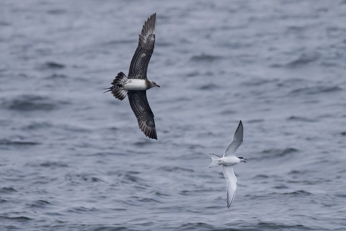 Long-tailed Jaeger - ML364527421