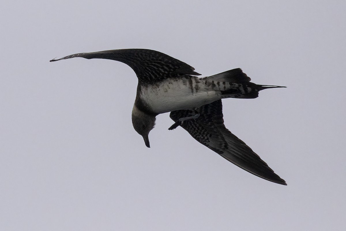 Long-tailed Jaeger - ML364527431