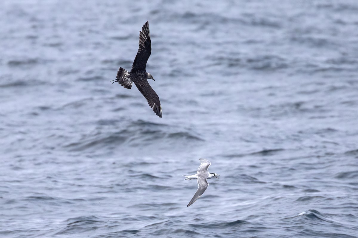 Long-tailed Jaeger - ML364527441