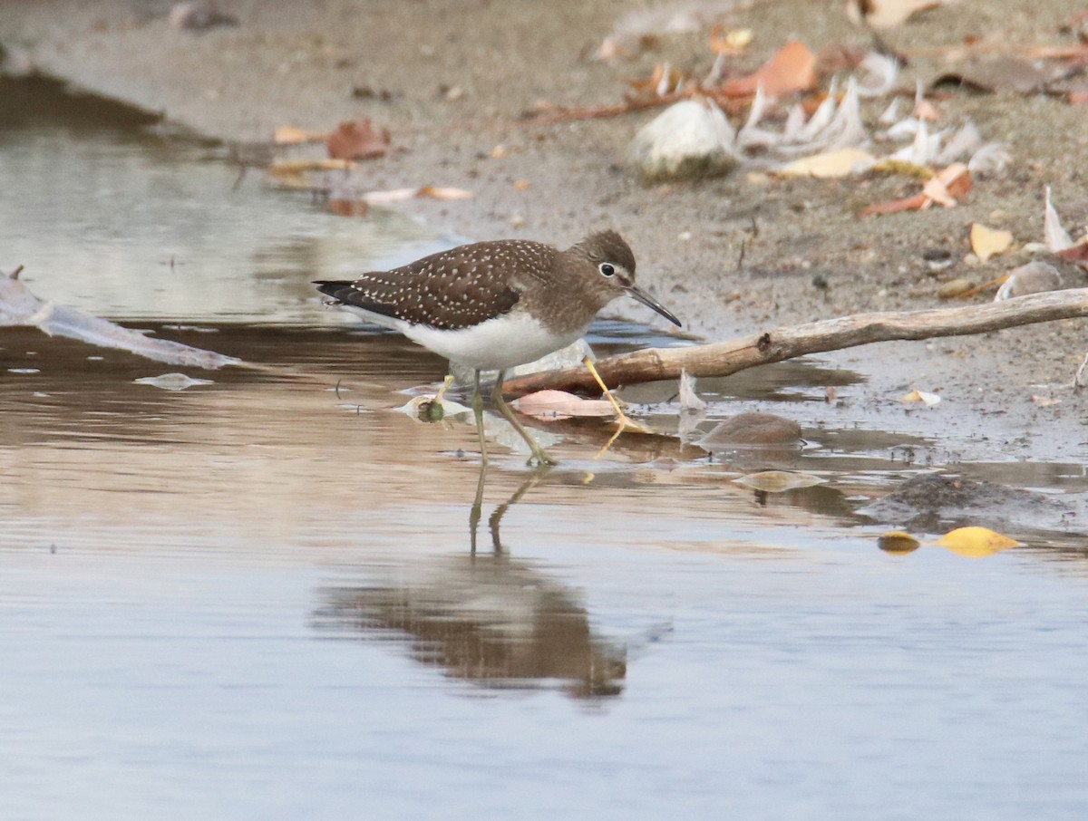 Solitary Sandpiper - Chris Charlesworth