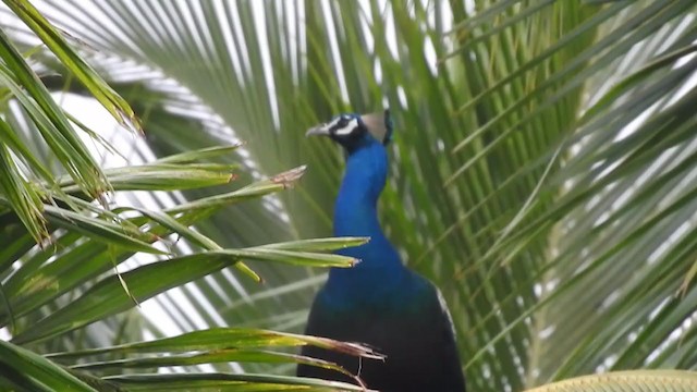 Indian Peafowl - ML364527861