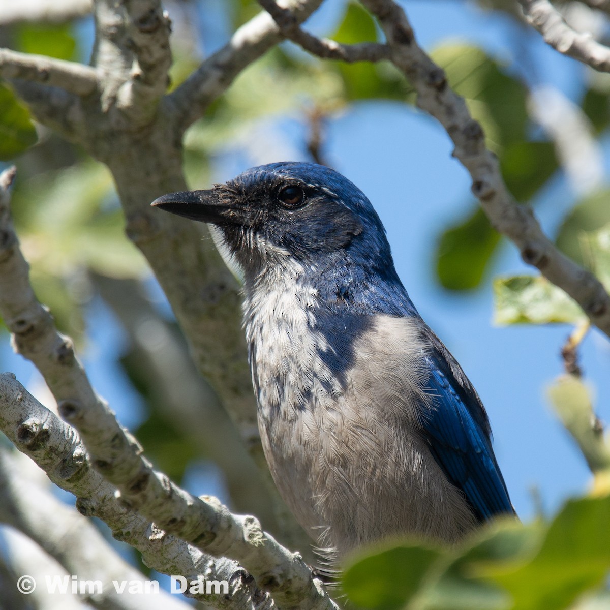 Island Scrub-Jay - ML364528341