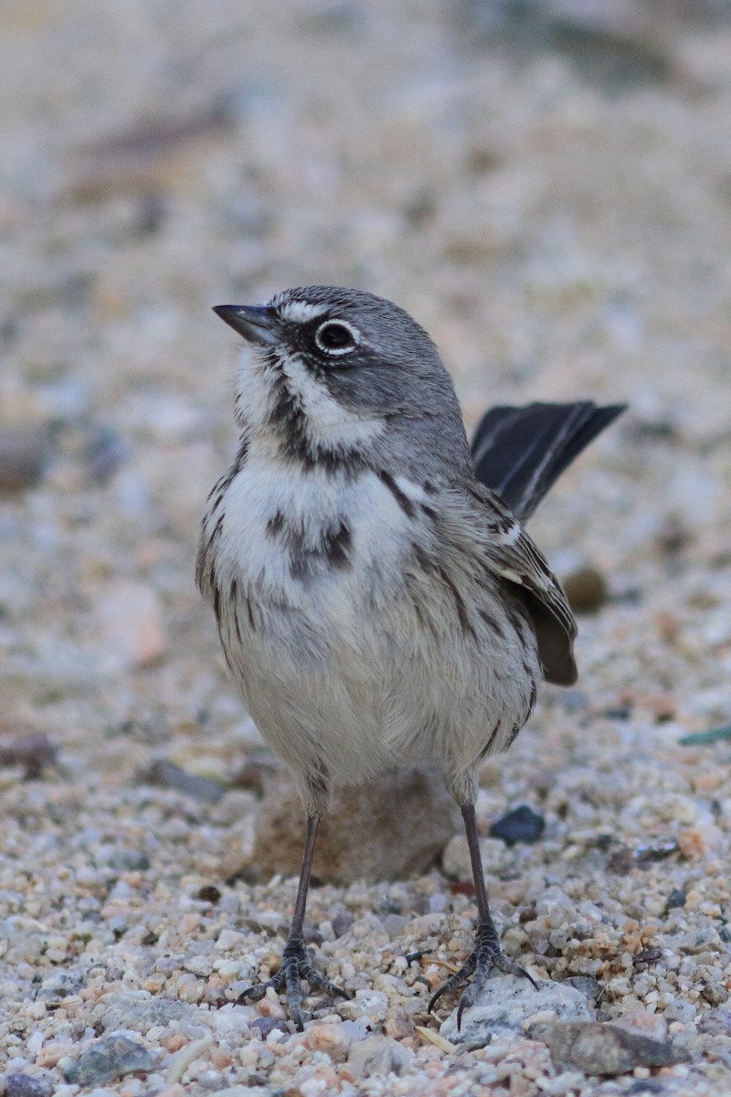 Sagebrush/Bell's Sparrow (Sage Sparrow) - James McKenzie