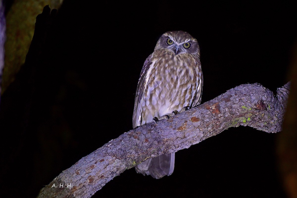 Nínox Australiano - ML364529631