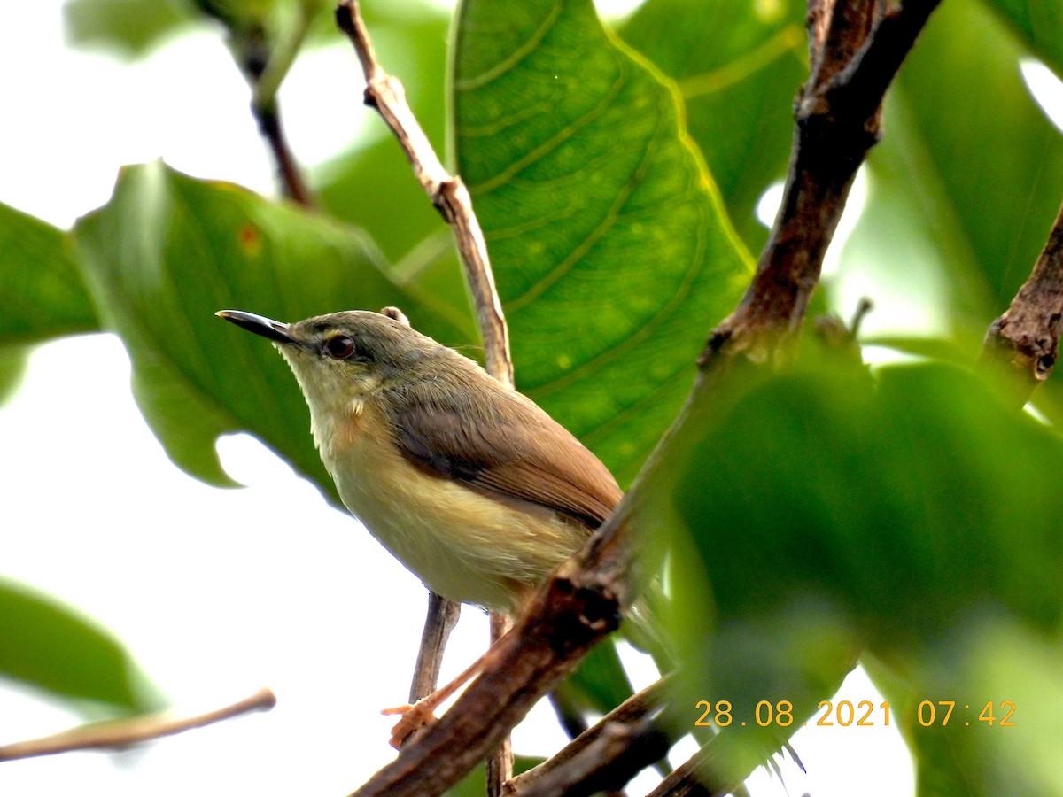 Ashy Prinia - ML364530051