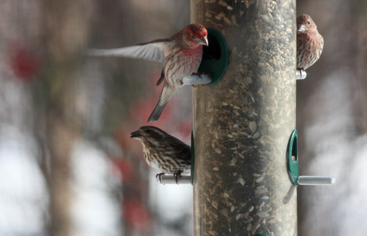 Purple Finch (Eastern) - ML36453011