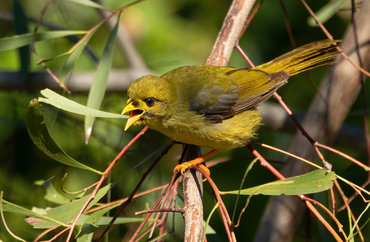 Bell Miner - ML364530321