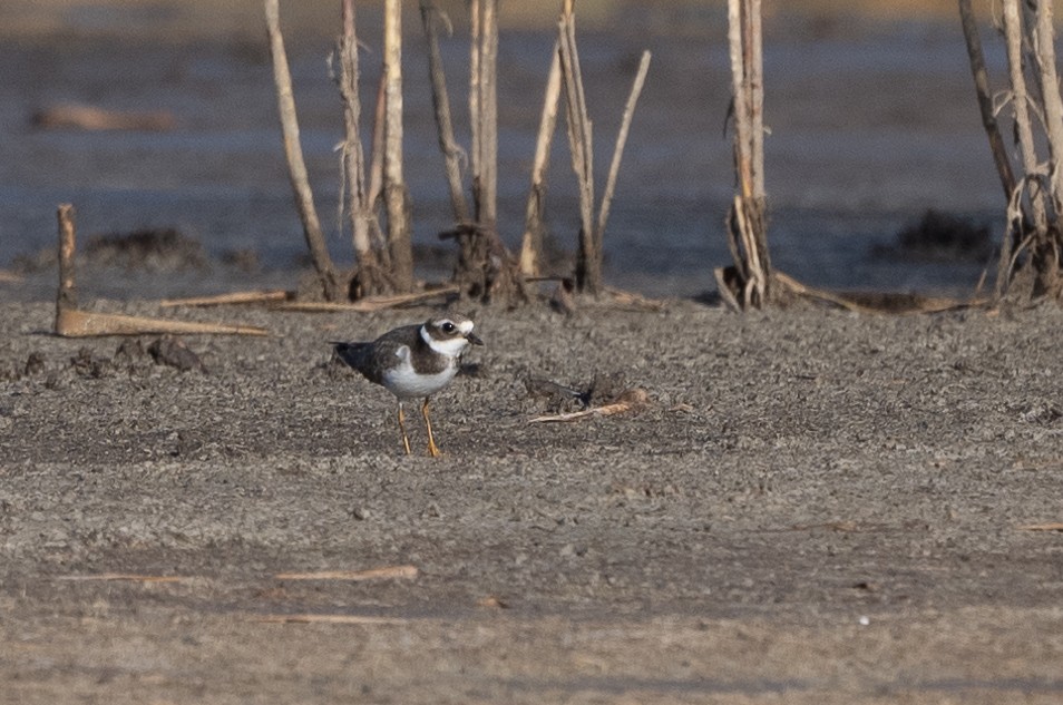 Common Ringed Plover - ML364530721