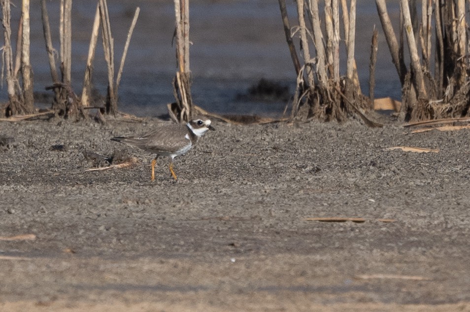 Common Ringed Plover - ML364530741