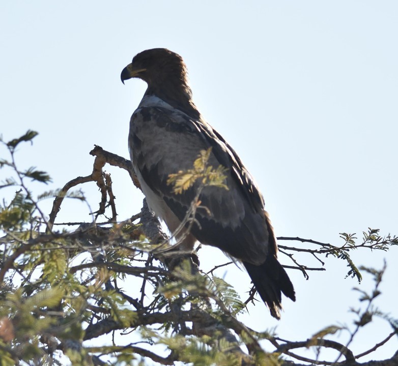 Tawny Eagle - ML364531621