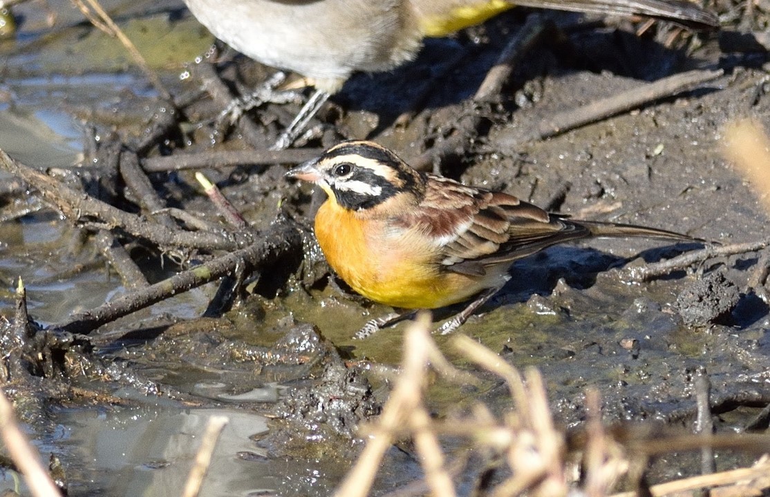 Golden-breasted Bunting - ML364531631