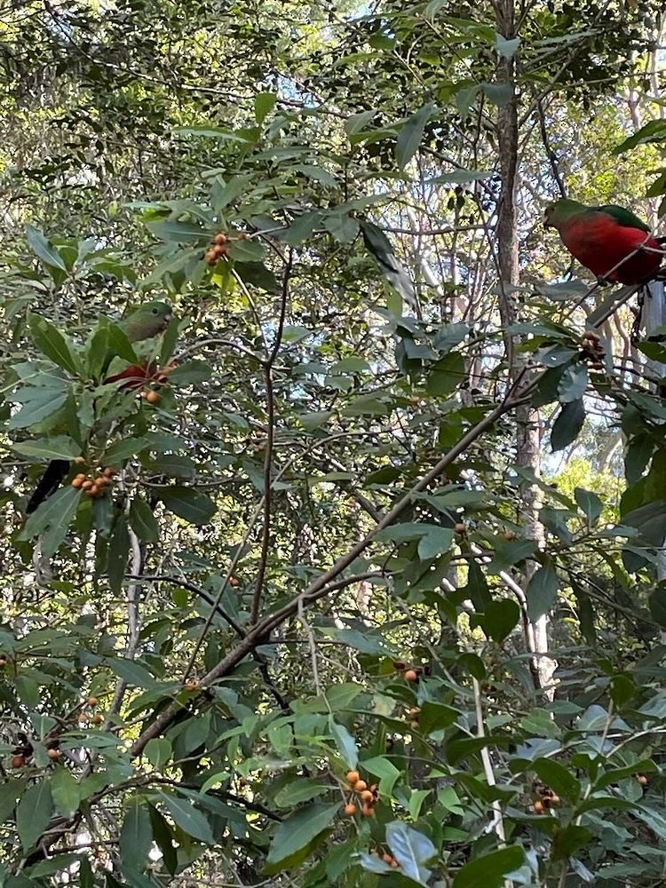 Australian King-Parrot - ML364531661