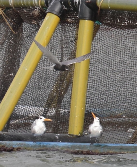 Black Tern - ML364531951