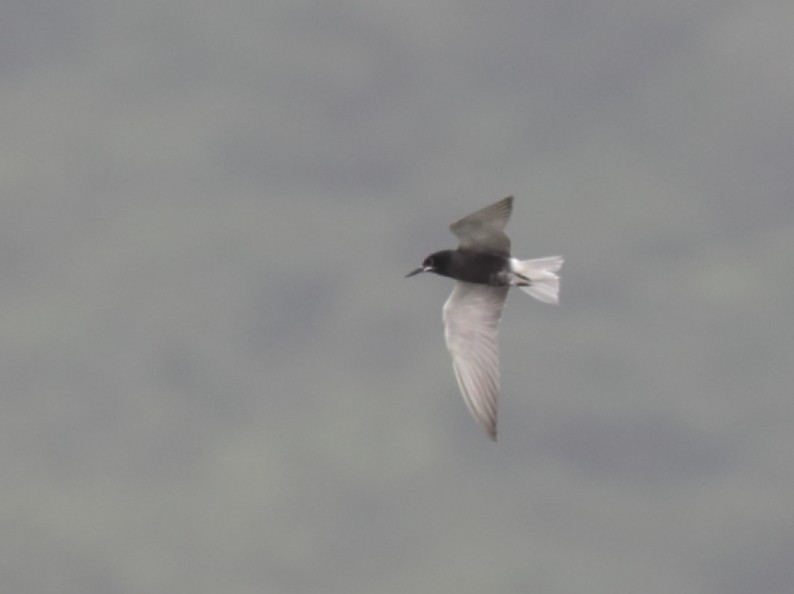 Хилэн хараалай - ML364531961