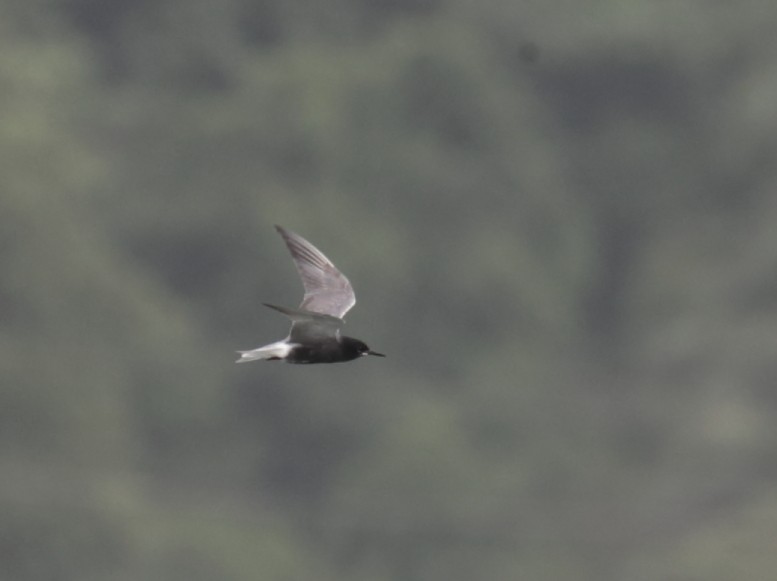 Хилэн хараалай - ML364531971