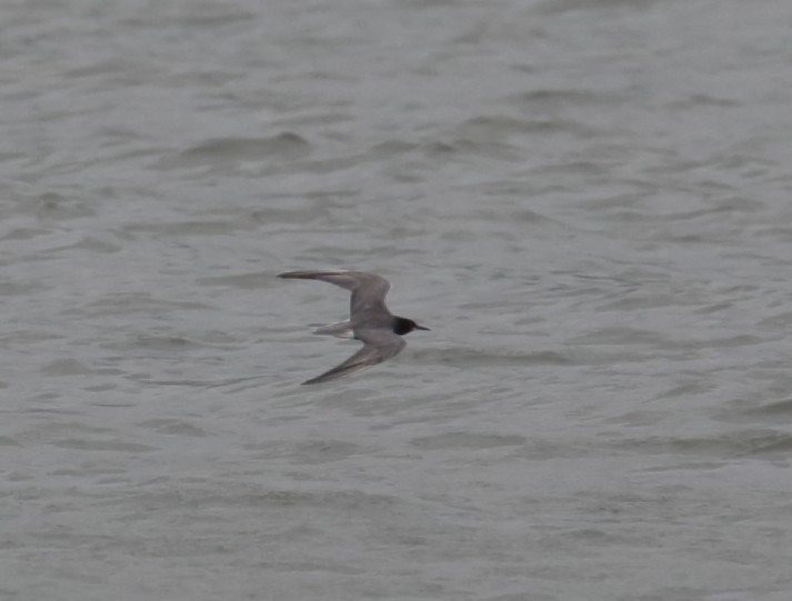 Хилэн хараалай - ML364531981