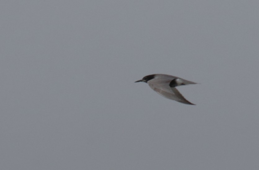 Black Tern - ML364531991