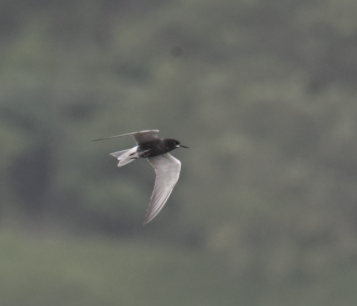 Хилэн хараалай - ML364532001