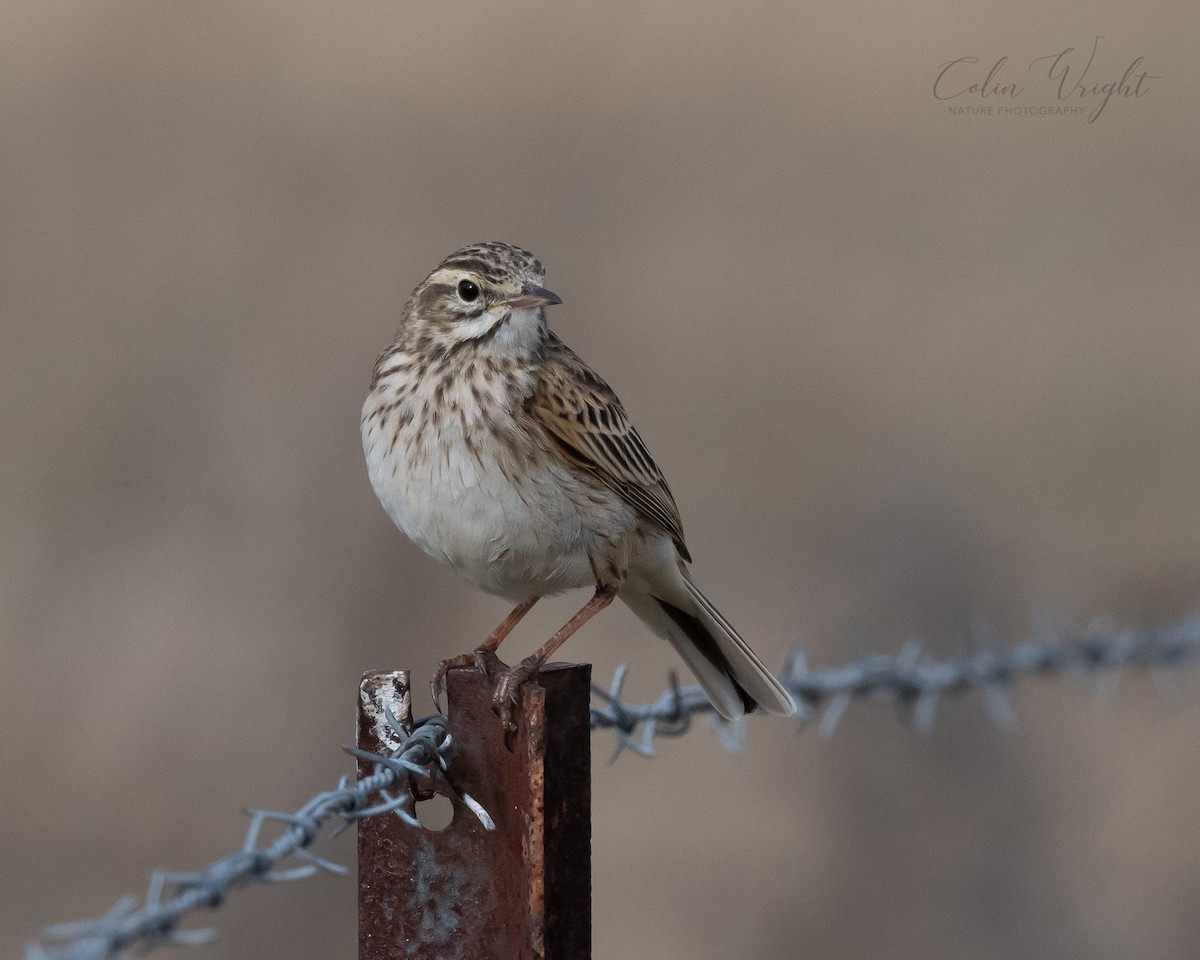 Australian Pipit - ML364533501