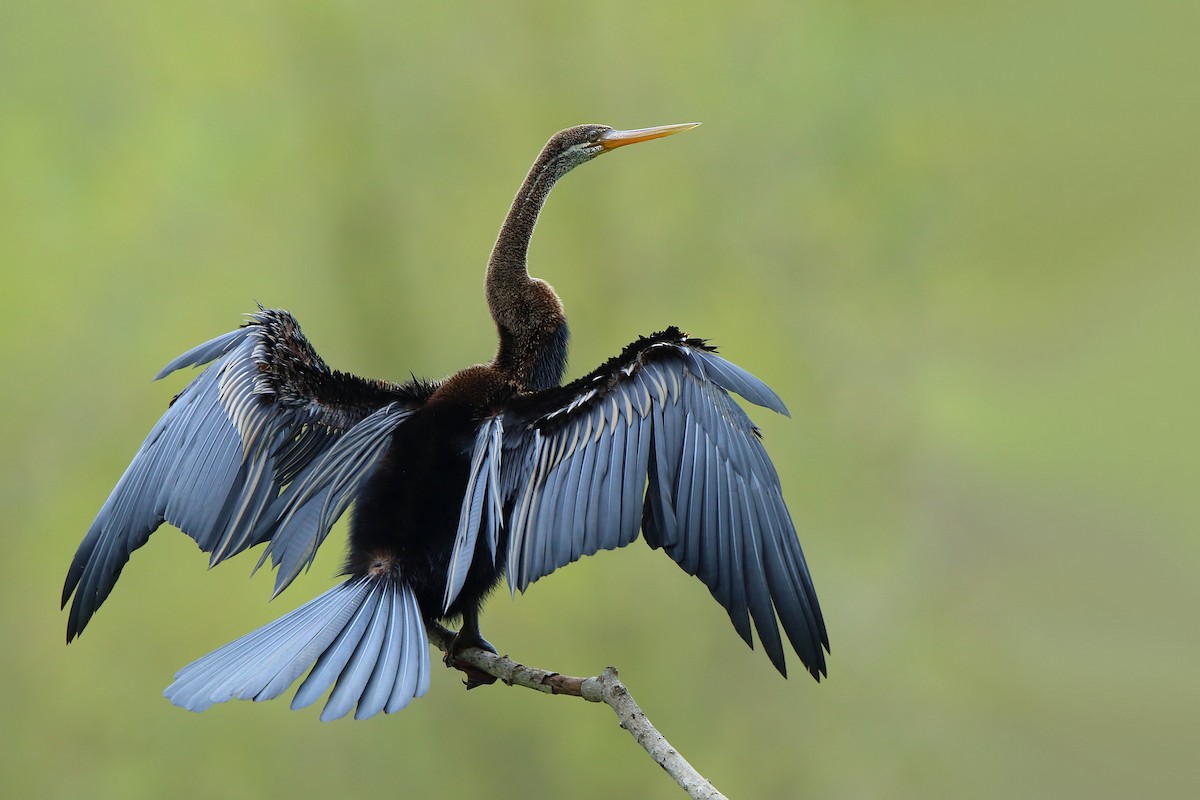 Orient-Schlangenhalsvogel - ML364533601