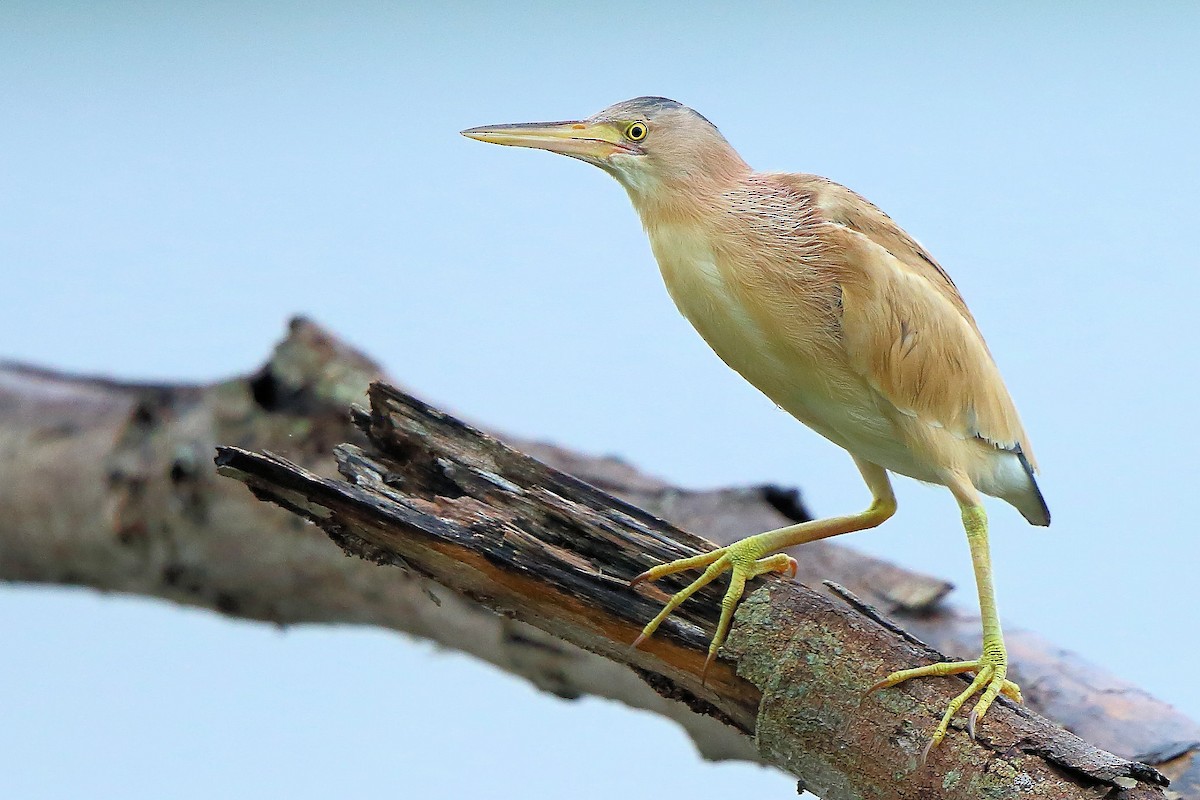 Yellow Bittern - Albin Jacob