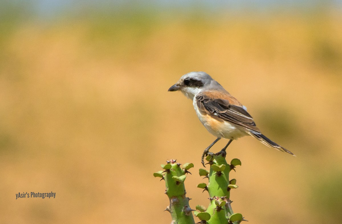 Bay-backed Shrike - ML364534271