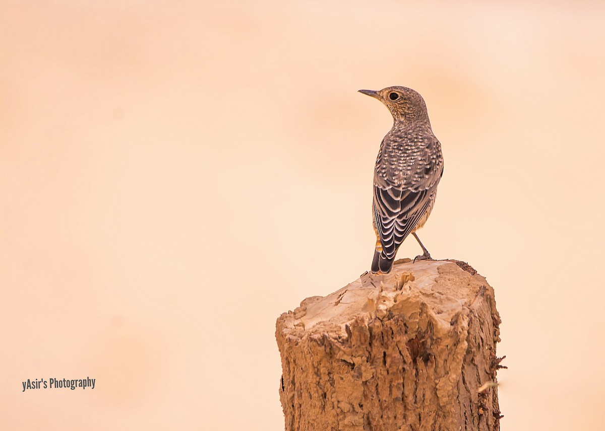Rufous-tailed Rock-Thrush - ML364534411