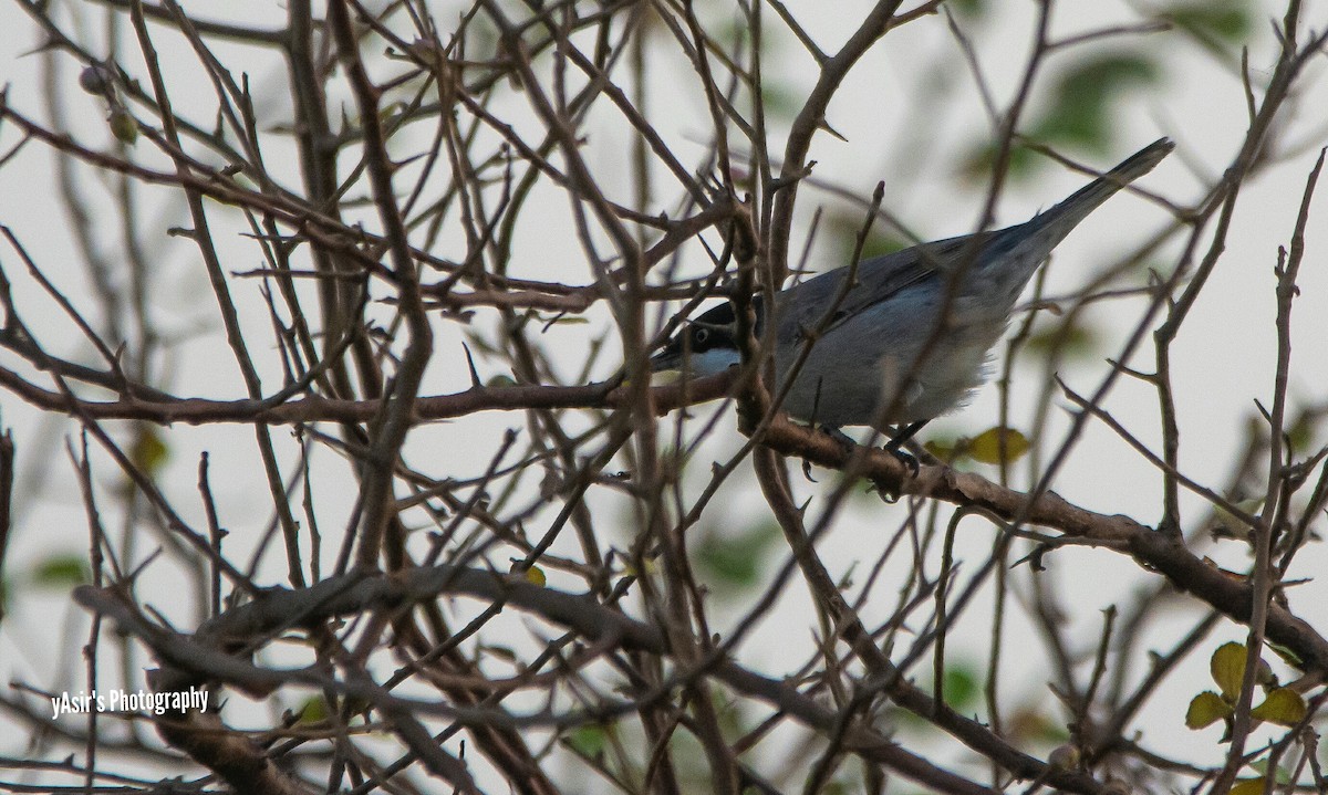 Eastern Orphean Warbler - ML364534451