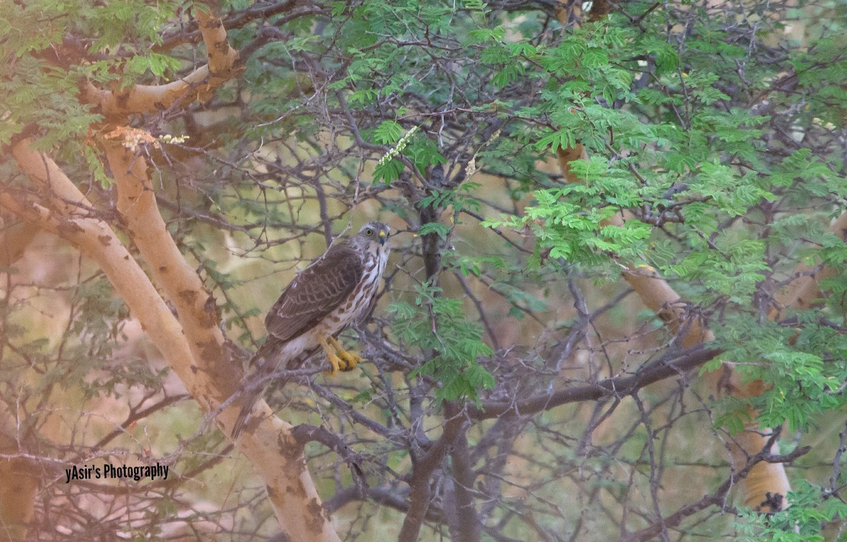Eurasian Sparrowhawk - ML364534891
